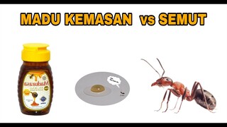 TIMELAPSE: MADU KEMASAN vs SEMUT  (HITAM & FIRAUN)