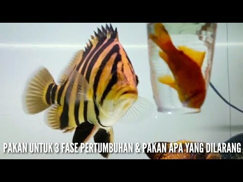 REVIEW SEGALA SESUATU TENTANG PAKAN IKAN DATZ (TIGER FISH)