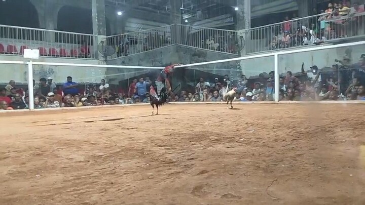 5th Fight Win using DARK RED YELLOW LEGGED HATCH (KRDS new blended line)