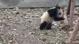 Panda Acting Crazy after the Toy Car is Taken Away
