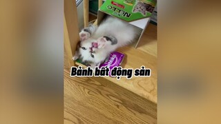 Bảnh bất động sản is coming cat mèo cute khabanh