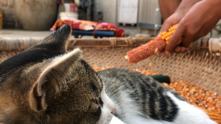 Kenapa Kerjaku Lambat, Karena di Pengki Ada Kotoran Kucing