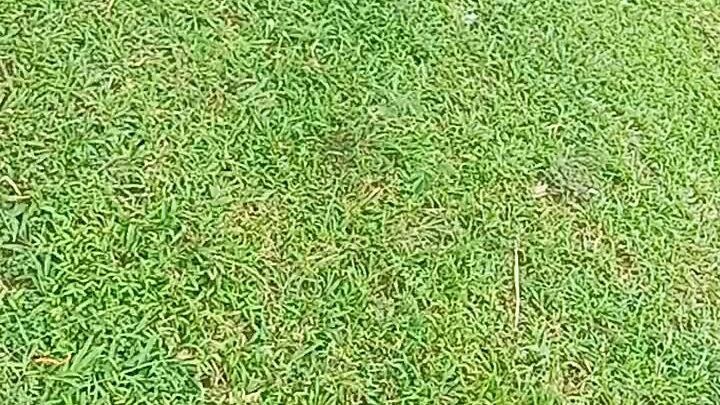 my 8 months old vs banded grabi palo ng kalaban