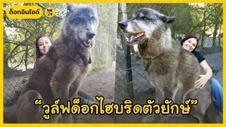 "ยูไค" วูล์ฟด็อกไฮบริดตัวยักษ์ | Dog's Clip