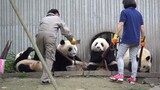 [Panda] Bao Bao dan Dou Dou Telat Lagi
