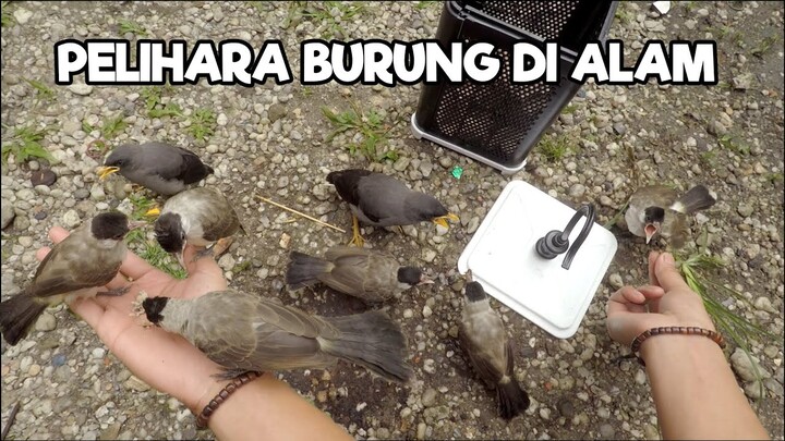 Begini rasanya memberi makan burung langsung di alam