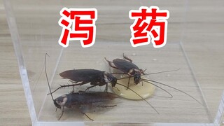 真的拉稀了吗？给蟑螂吃泻药会怎么样？