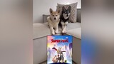 ad ad We can't wait for DC League of Super Pets to come out in cinemas July 29th! It’s going to be the family movie event of the summer. What would Copper & Skye's super power be? WBPartner DCSuperPet