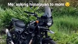 asking Himalayan to mom