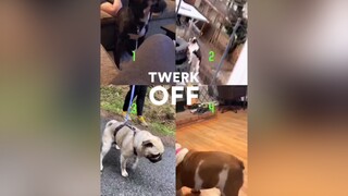 Pick the best twerk 🐈‍⬛🐈😂 Don’t forget to follow THE BOSS 😎 dogtwerk twerk crazydogs cutedogs funnydogs dancingdogsoftiktok fyp fypage foryou viral trending