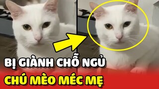 Bé mèo bị GIÀNH CHỖ NGỦ chạy đi MÉC MẸ đòi công bằng 😂 | Yêu Lu