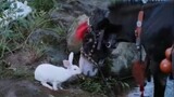 [Trần Thanh Linh] Quả táo nhỏ của tổ tiên lại hôn con thỏ trắng nhỏ của Vương Cơ? Phản ứng của hai n