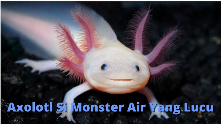 Axolotl Si Monster Air Yang Lucu