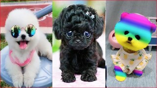 Tik Tok Chó Phốc Sóc Mini 😍 Funny and Cute Pomeranian #56