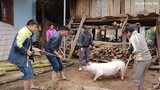 Tết Tây Bắc Mang Thịt Lợn Về Cho Mẹ | Hoa Ban Tây Bắc
