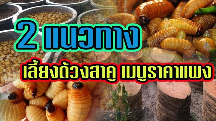 2 แนวทาง | การเลี้ยงหนอนด้วงสาคู | เมนูเด็ด ราคาแพง |