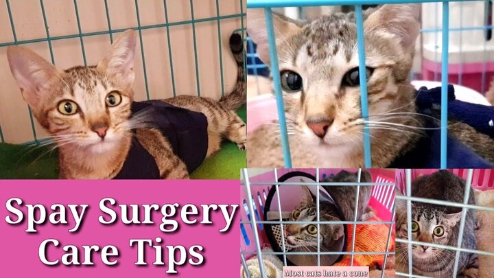 Cat spaying recovery tips | How to care before and after surgery | Practical Tips#spayneuter