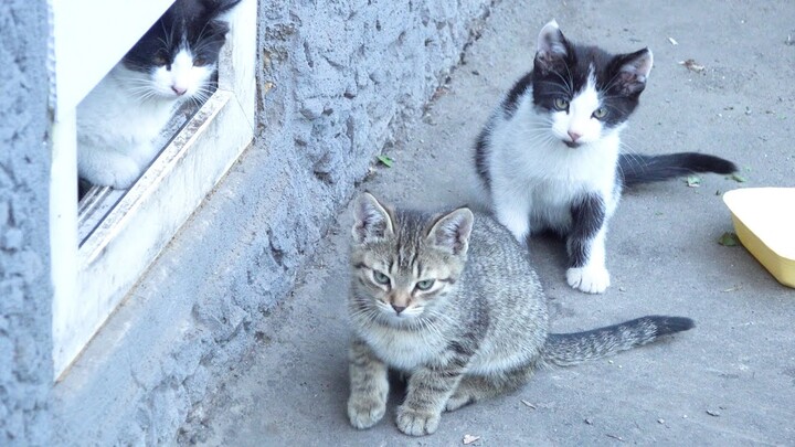 Sweet kittens are not only with a mother cat