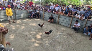 sabong