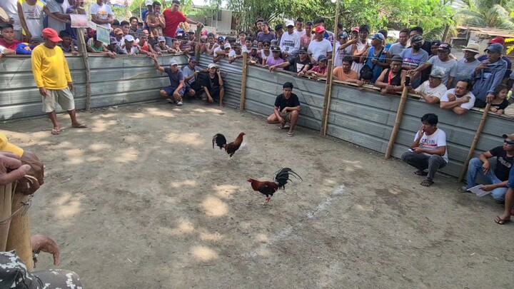 sabong