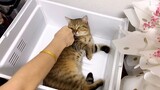 [Satwa] [Cat Person] Pura-pura memukul kucing, ia tidak berkedip