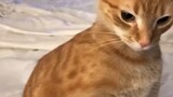 Cute but deadly watch until the end!.