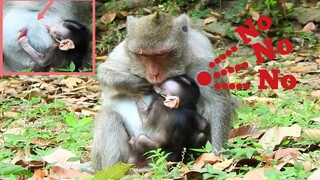 No.. No..,​Baby​ Monkey​ Hurt​ Red​ Milk, Jane Pull Milk​ From Jody's Mouth, Baby Monkey Sleeps Milk