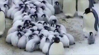 Penguin kecil yang dibawa paksa ke "penampungan anak"