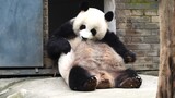 Panda Shuixiu scratching belly