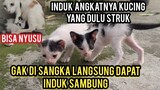 2 Anak Kucing Masih Bayi Di Buang Di Jalanan Part 2 Masya Allah Akhirnya Dapat Ibu Sambung..!