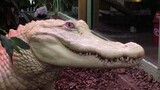 [đây có thực là một con cá sấu không vậy??]