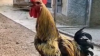 #ayam