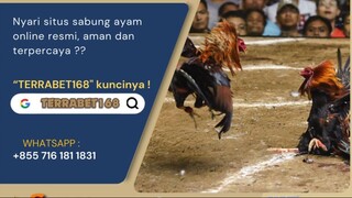 SITUS SABUNG AYAM ONLINE | SABUNG AYAM | LIVE WALA MERON | LINK TERRABET168 | SV388 |TERRABET168