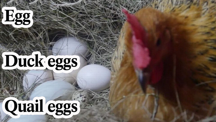 [Động vật]Gà mái sẽ giúp ấp trứng của động vật khác?
