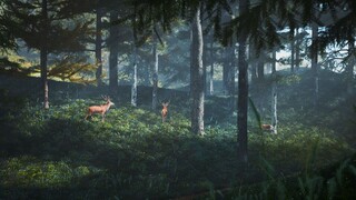 Anime|D5 Render|Summer Forest