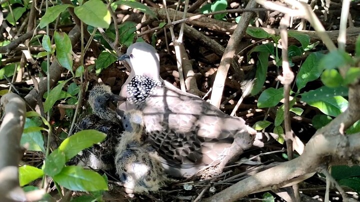 Sarang burung tekukur di alam, indukannya yang sedang meloloh
