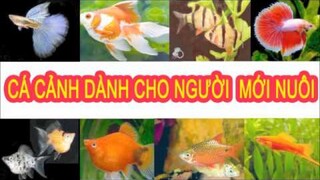 Các loài cá cảnh nước ngọt dễ nuôi rẻ tiền dành cho người mới nuôi(cá mún, cá xiêm, bảy màu...)