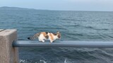 [Mèo lùn] Một đàn mèo chân ngắn đang đi dạo trên lan can cạnh biển