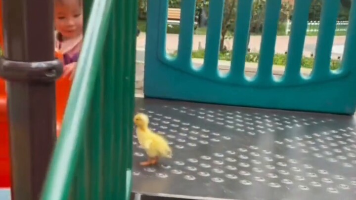 The kid who taught the duck to play on the slide