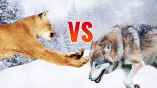 Cougar vs Wolf | SPORE