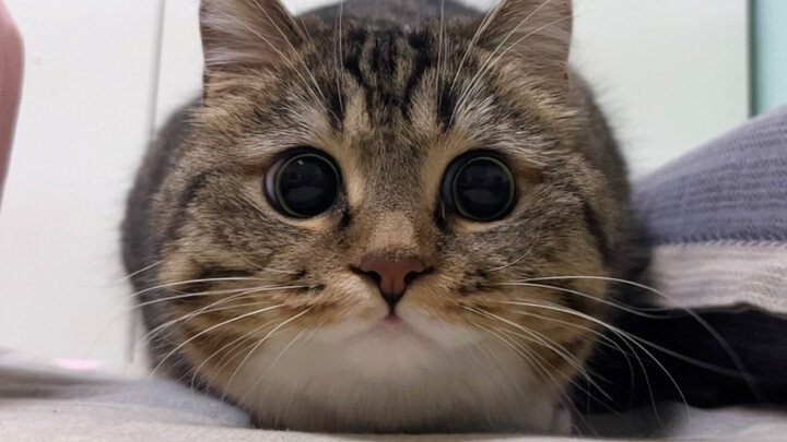 I found a cat ball.