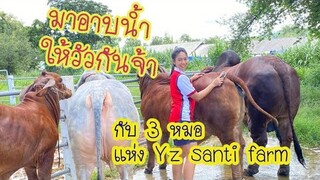 3 หมอแห่งYz santi farm อาบน้ำ ให้วัว วัวสวยๆทั้งนั้นเลยจ้า