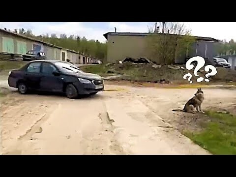 IDIOTS IN CARS | IDIOTS AT WORK #32