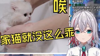 Japanese natural little sister watched "Giving a group of long-haired kittens a bath for desensitiza