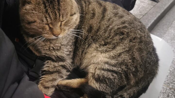 [สัตว์]เจ้าแมวเหมียวนอนบนกระเป๋าของฉันในห้องเรียน 