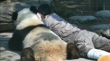 [Gấu trúc] Một người một gấu, vui vẻ hòa thuận
