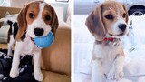 😍 Cute & Funny Beagle Puppies Videos That Are IMPOSSIBLE Not To Aww At 🐶 | Cute Puppies