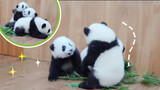 Tiga binatang buas berkelahi: Bayi panda berkelahi, galak sekali!
