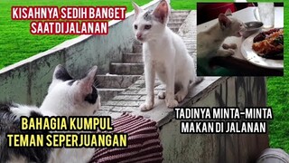 Mengharukan Kisah Kucing Jalanan Yang Kelaparan Bahagia Saat Dapat Tempat Tinggal Jadi Cantik..!