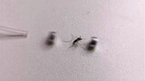 The tragedy of killing mosquitoes caused by two magnets: real compressed mosquito parts